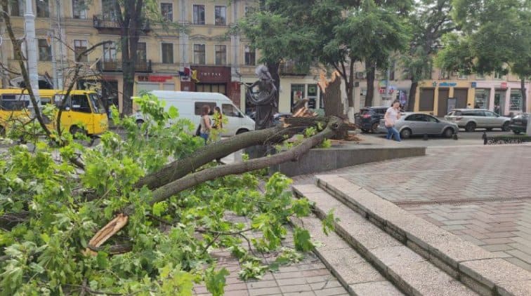 памятник Вере Холодной и дерево
